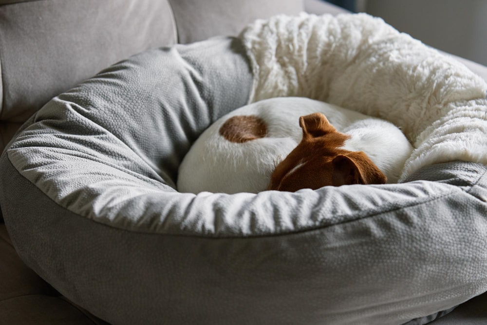 Luxury Dog Beds: The Ultimate in Canine Comfort and Style