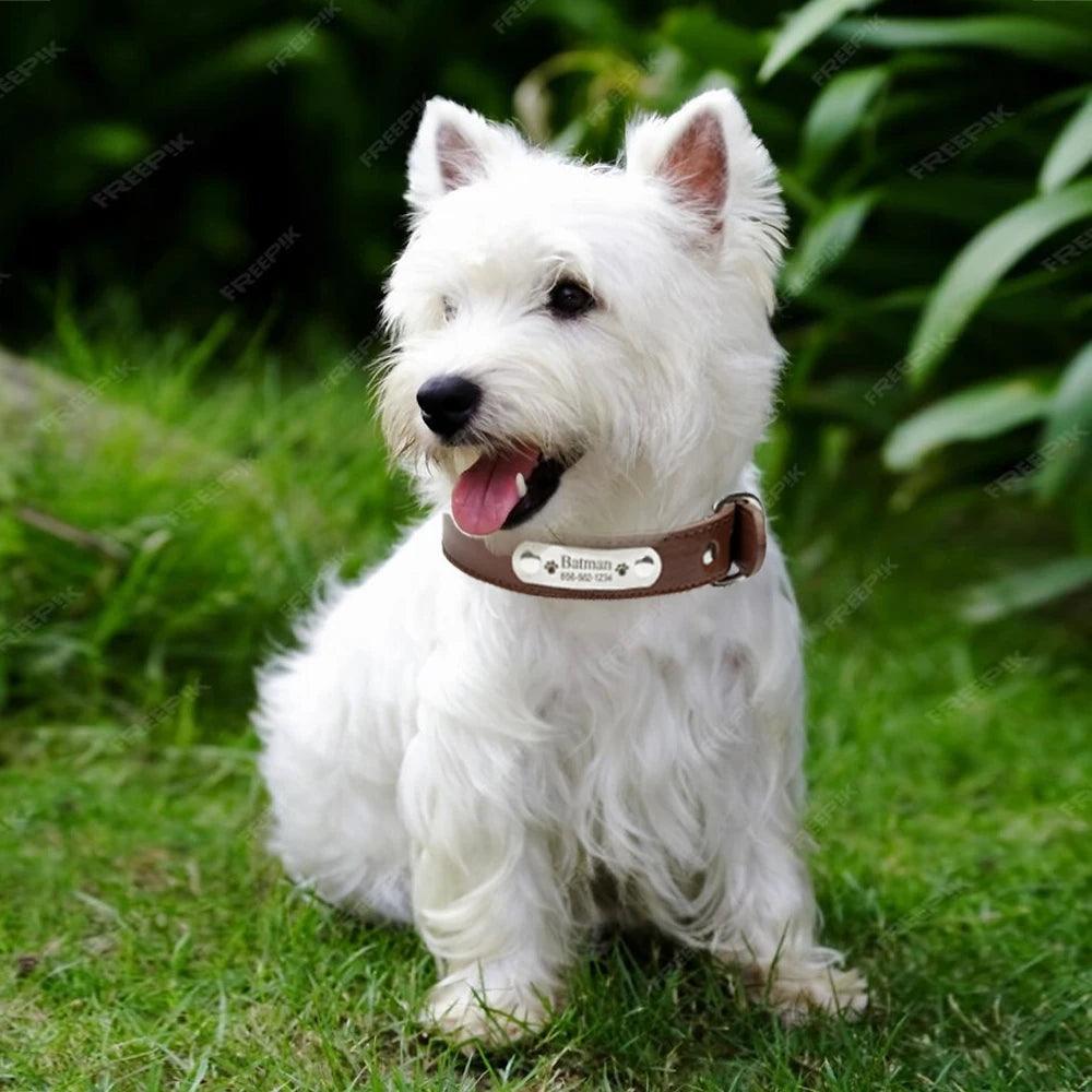 Personalised Leather Dog Collar | Engrave Name ID Tag by Bark & Bones - Bark & Bones